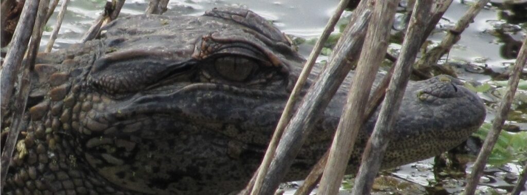 Alligator head in the water behind grasses close-up